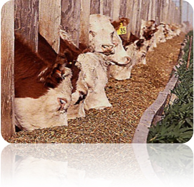 Animal Feedstuff & Cat Litter Bentonite